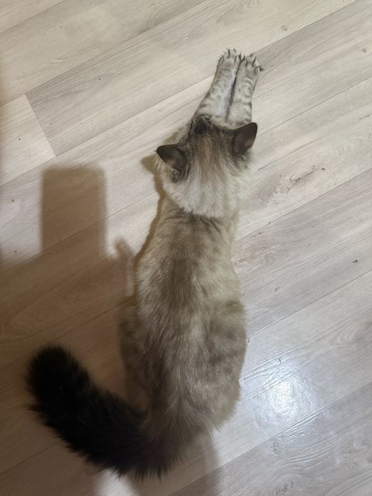 Отдам кота и кошечку