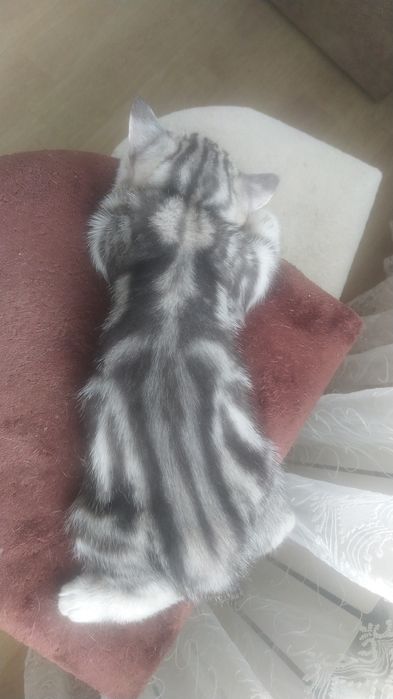 Продам кошечку 2 месяца