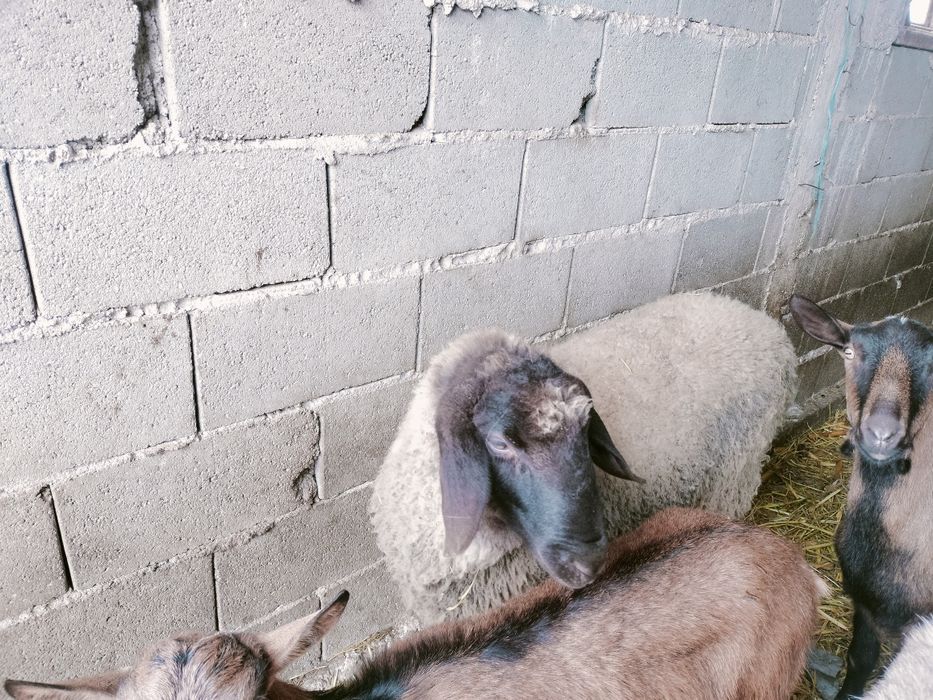 Vând berbecuti pentru protap, metis Suffolk