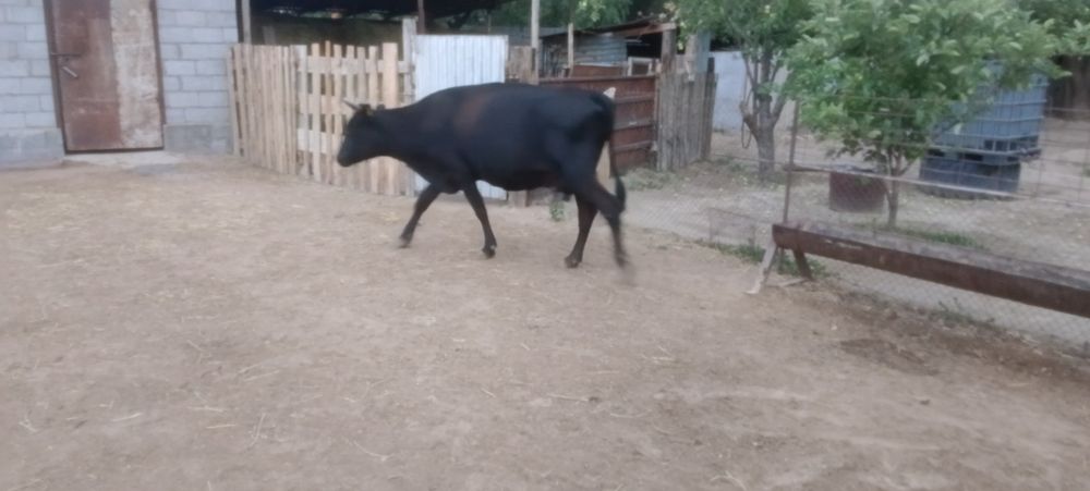 Продам молочную корову