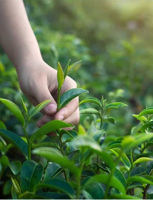 Чай зелёный Улун Анси Те Гуань Инь