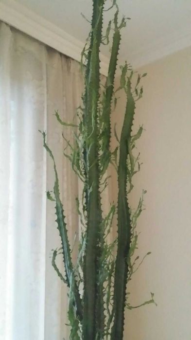 Кактус в саксия - 2.30м висок