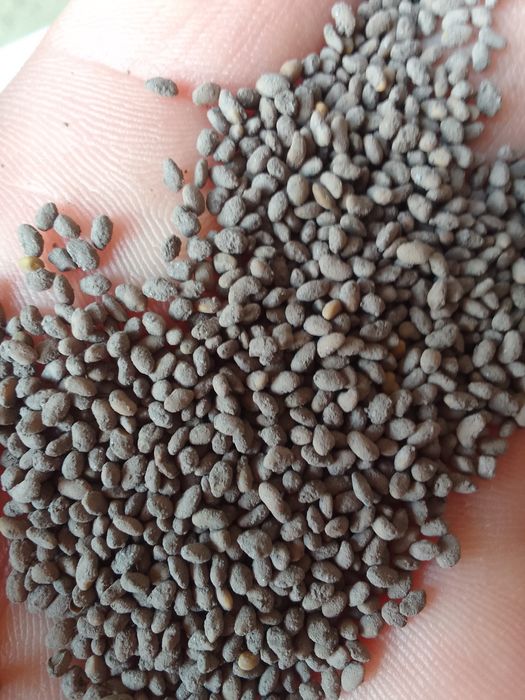 Семена клевера италянский сорт ДЖЕА