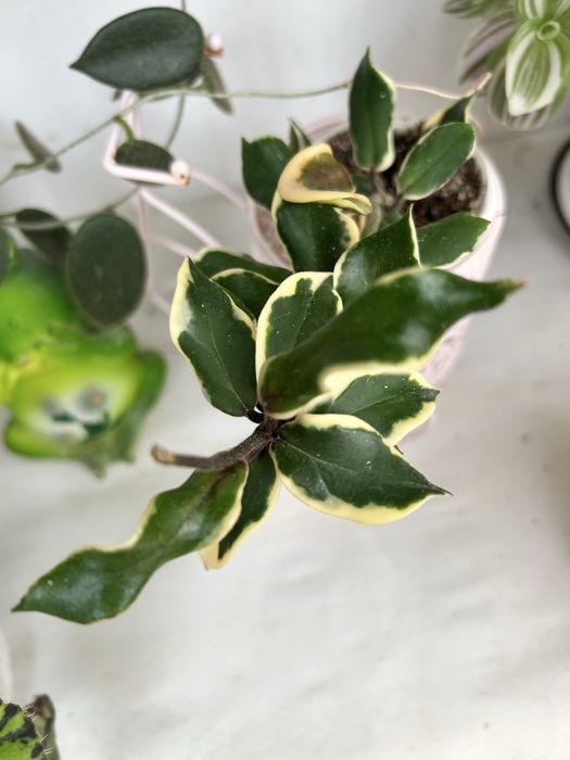 Комнатные цветы и отростки