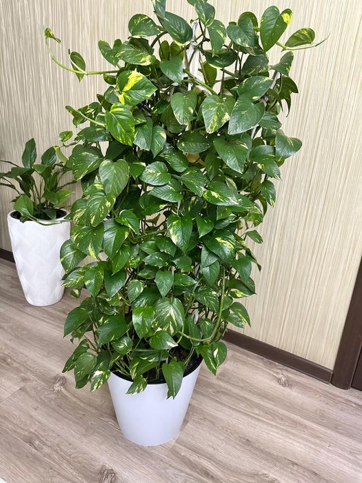 Комнатные цветы эпипремнум