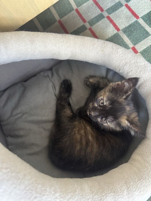 Отдам котенка в добрые руки.