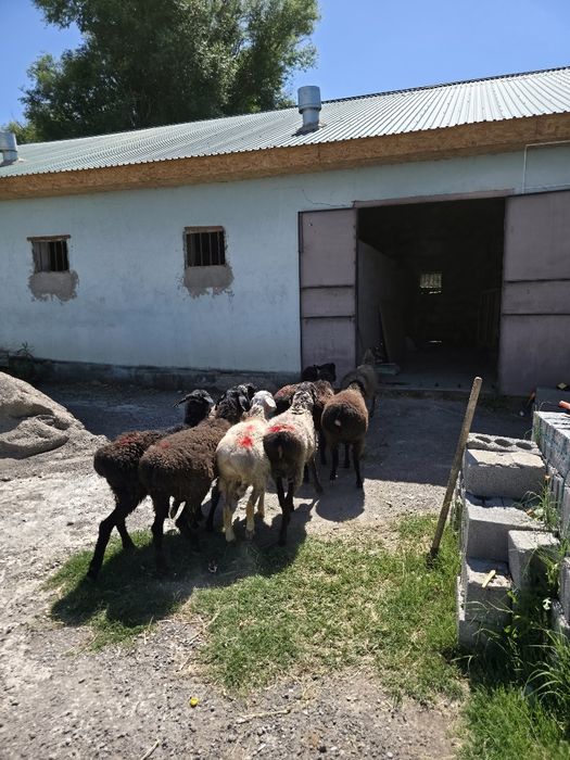9 шт кошкар кой сатылады