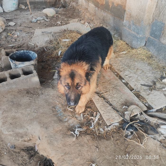 Opcharki it sotiladi