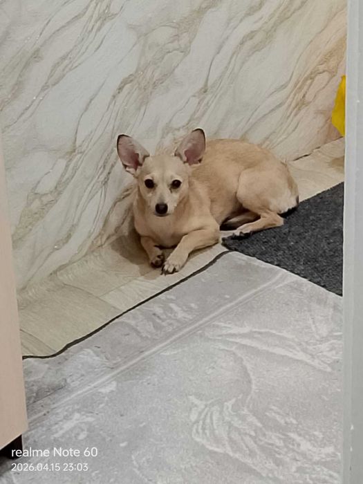 Ищем прежних или новых владельцев!