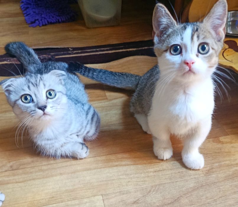 Редкие котята Манчкин (коротколапки) — 2.5 месяца, от шиншиллы