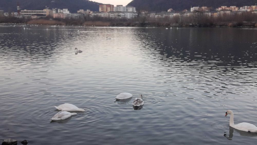 Vând proprietate în Piatra Neamț