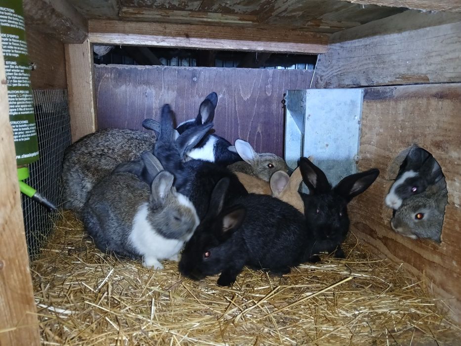 Iepurași de vanzare