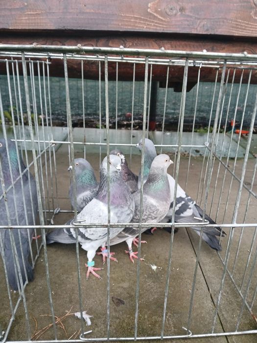 Porumbei tipleri englez