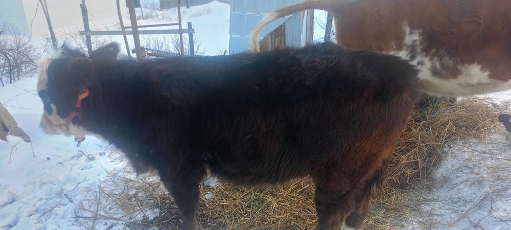 Торпак 10 айлык 420000