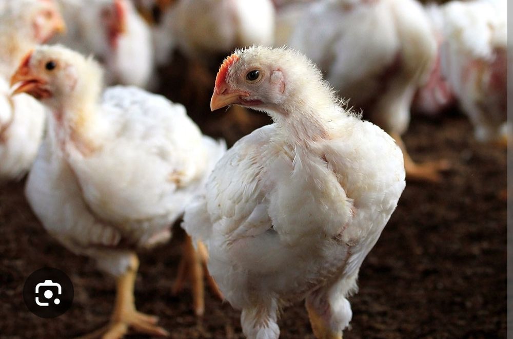 Курица бройлерные