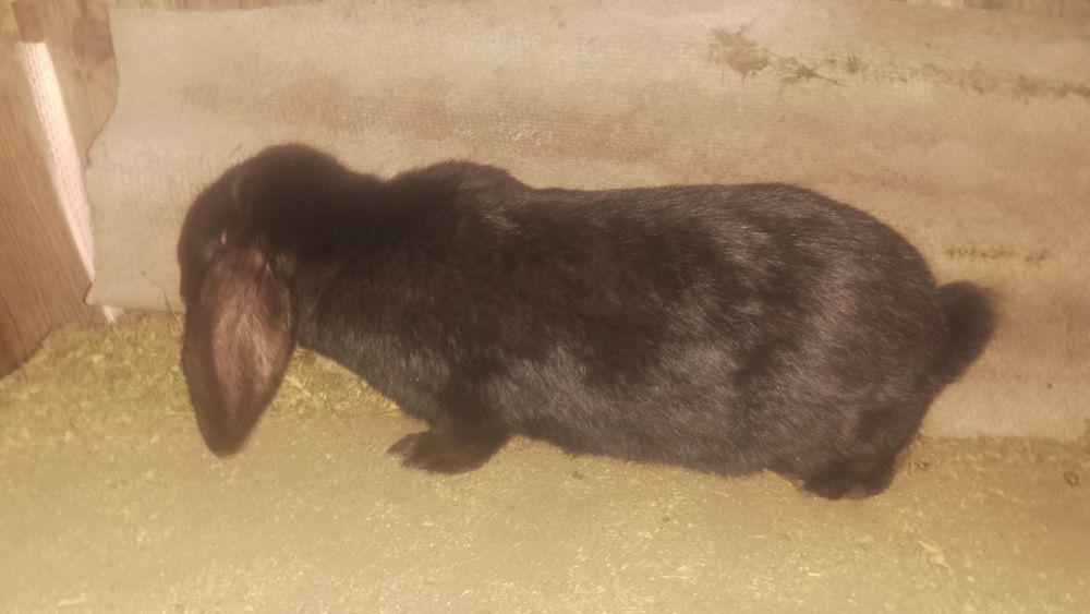 De vânzare iepuri berbec german si fluture german