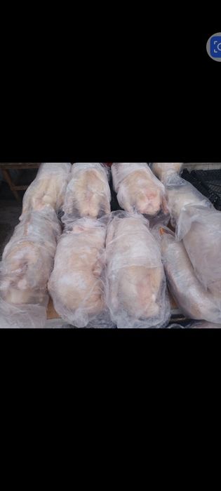 Продам свежих домашних гусей 2800 ТГ за 1 кг. Самовывоз.
Самовывоз. 40