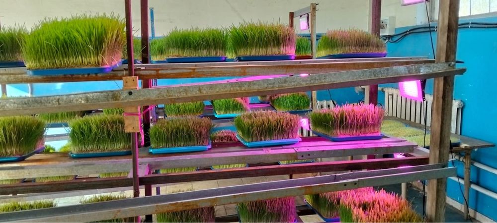 Продам стеллажи для гидропонной пшеницы