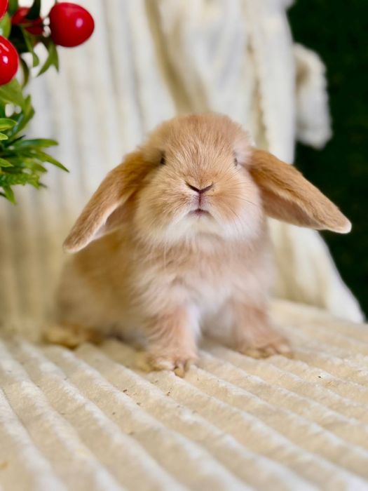 Karlik Baran Gold.Quyon bolasi. DEKORATIV KARLIK BARAN