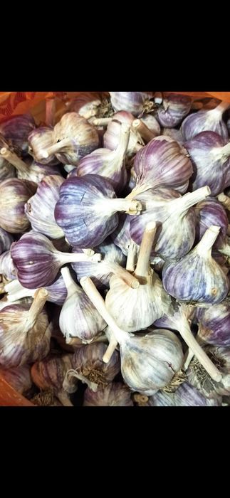 Продам чеснок домашний .