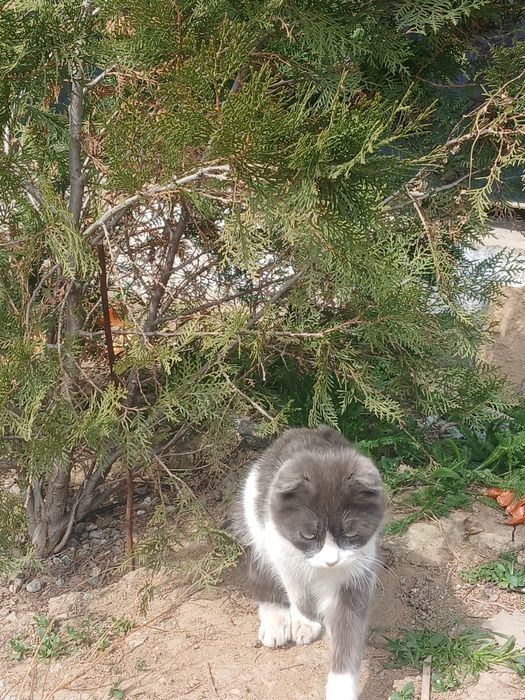 Продам котят красивых