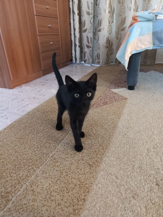 Котятки ищут новый дом