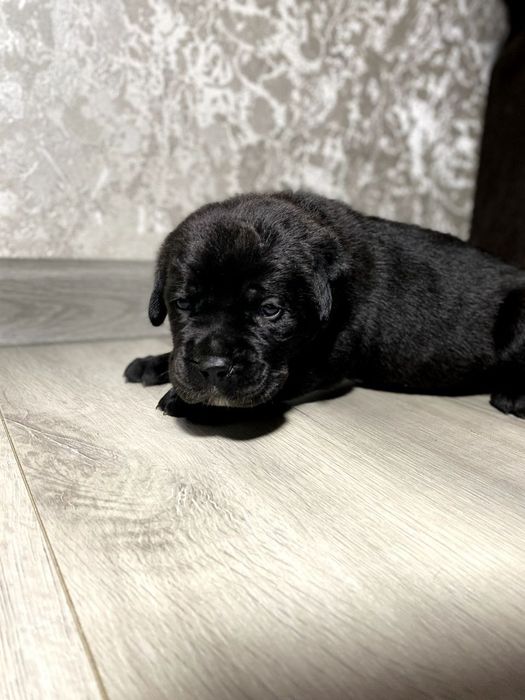 Идёт резерв на породу итальянский Кане корсо! Черного и серого окраса