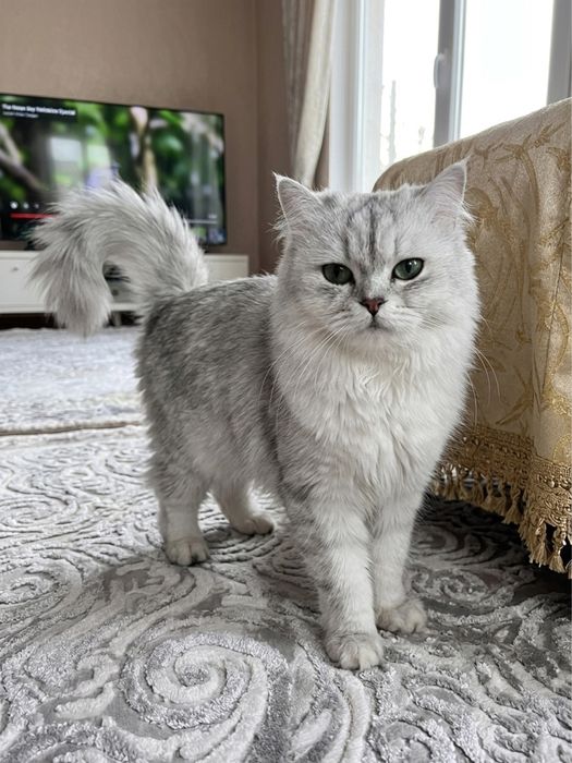 Продается котенок в хорошие руки)