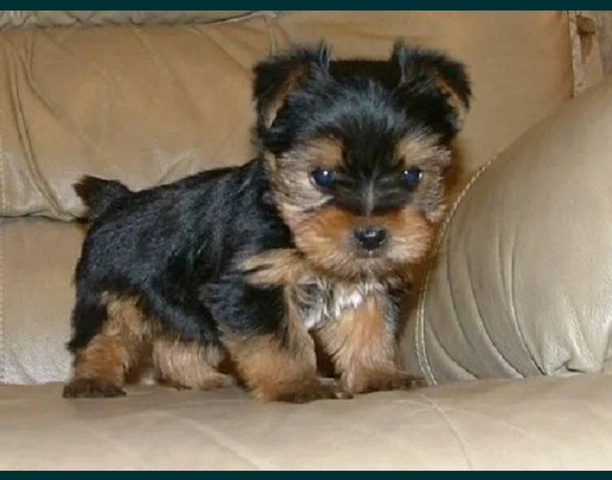 Yorkshire Terrier mini