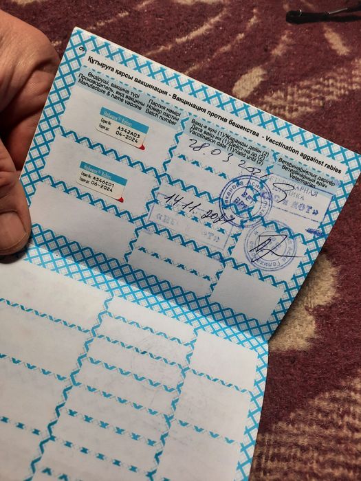 Продам  кобеля немецкой овчарки.