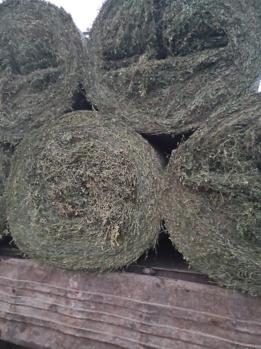 Vând baloți de fan și lucerna