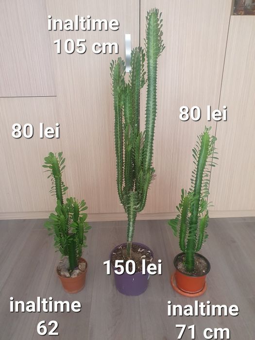 Cactus natural  .
