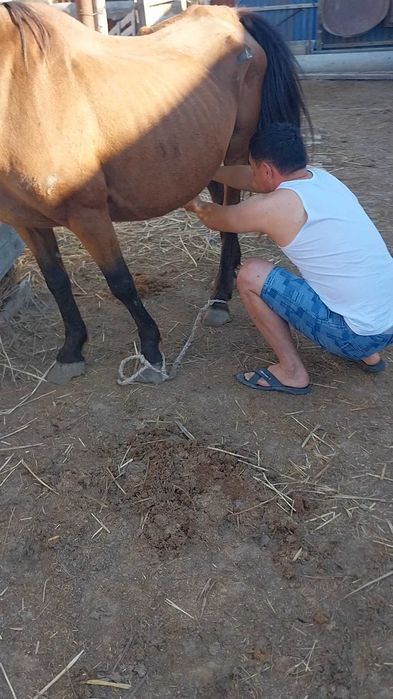 Жанбай ауылынан жылқы сатылады