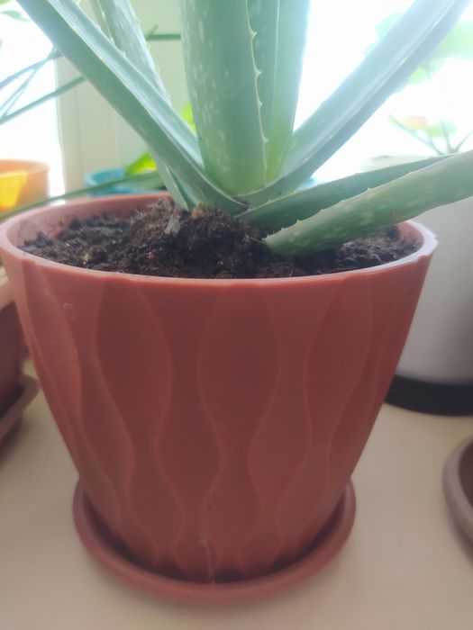 Продам алоэ вера.