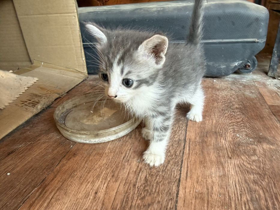 Отдам в добрые руки котят