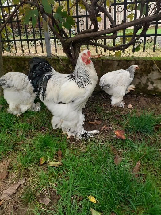 Ouă brahma herminat deschis