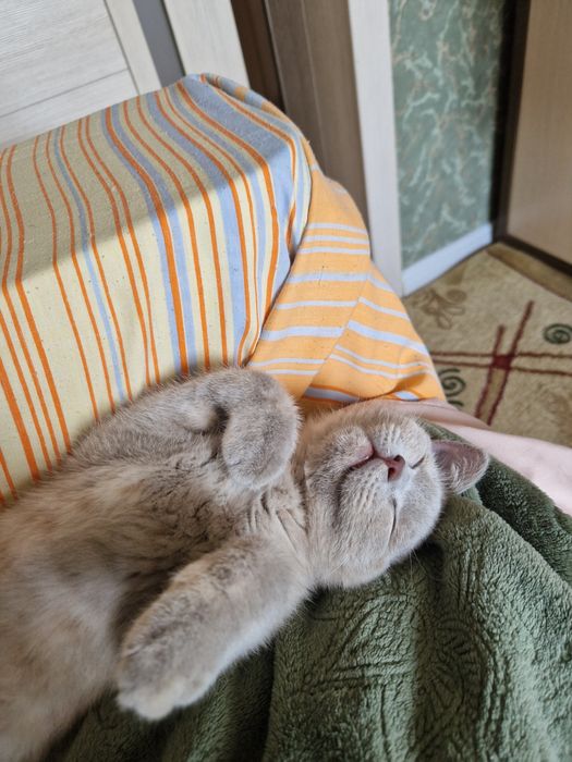 Кошка британка 4 месяца