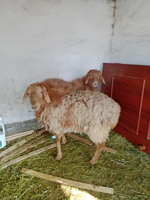 2-бас ұрғашы тоқтылар сатылады