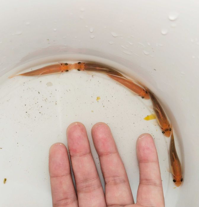 Гиринохейлус аквариумные рыбки