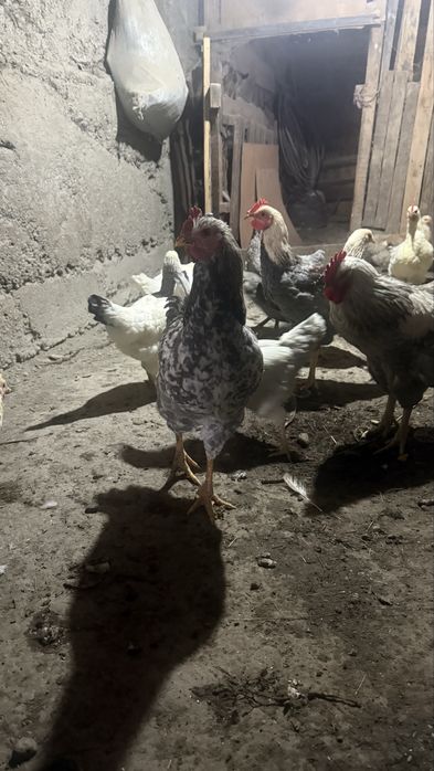 Продам петухов молодыйе