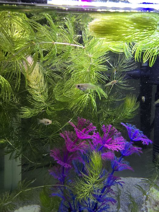 Рыбки для аквариума ГУППИ