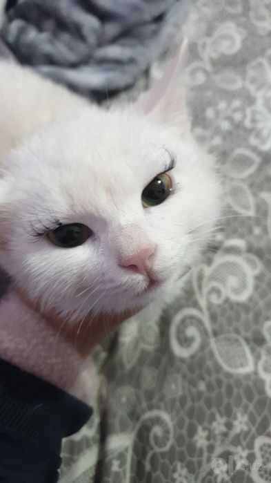 Turetskiy angora