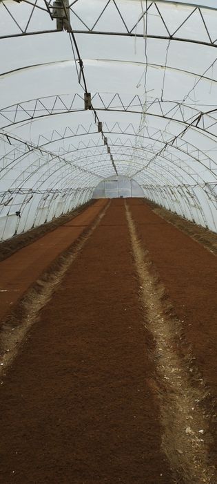 Продавам  разсад за Пипер и Домати и др.