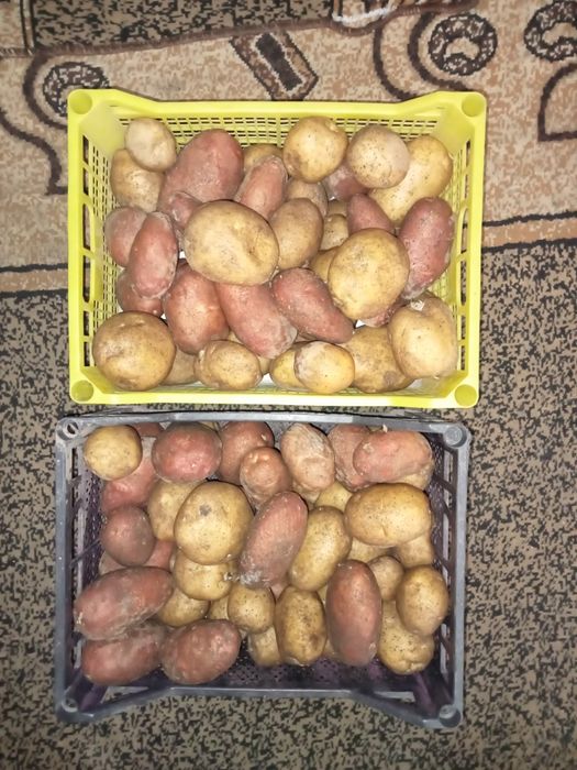 Продам картофель