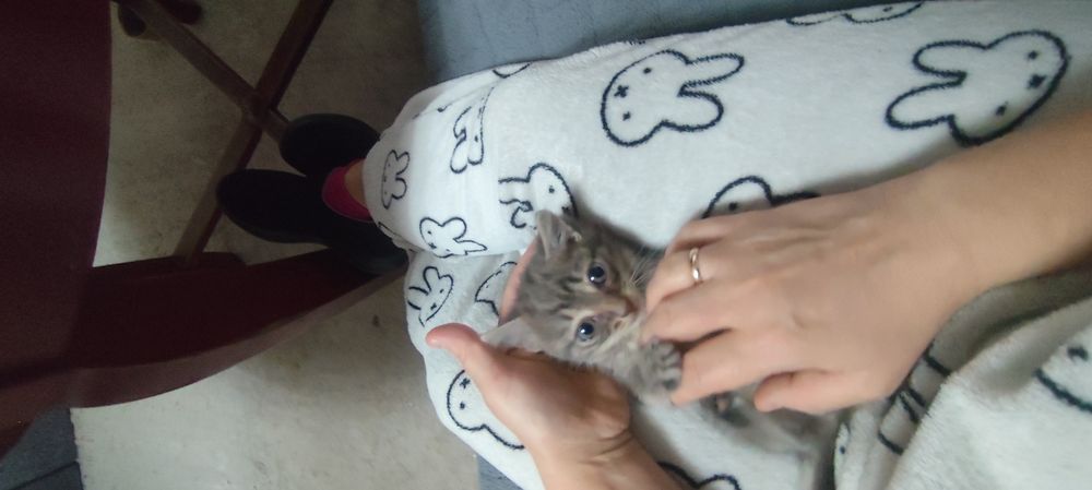 Котёнок мальчик бесплатно