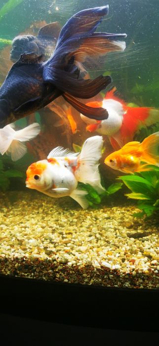 Pești acvariu GOLDFISH