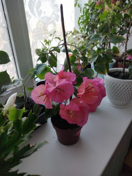 Комнатный цветок бугенвиллия