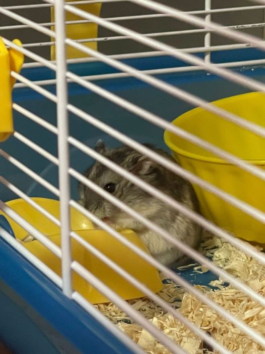 Hamsteri pitici jucăuși