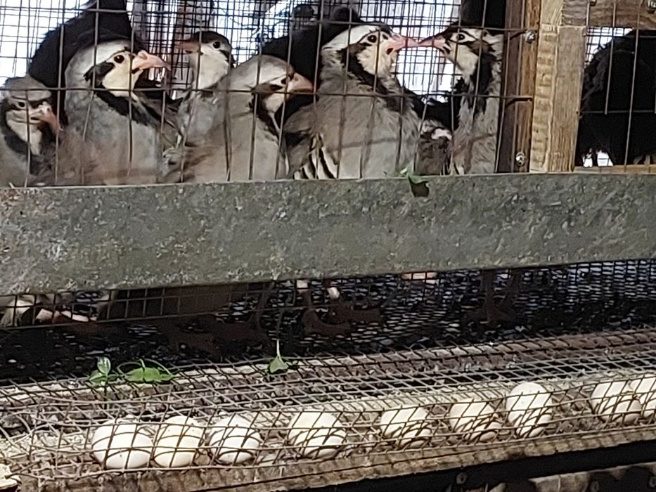 Кеклик иранский разных возрастов