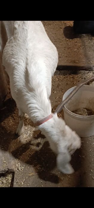 Зотли етук бугоз она эчки сотилади.